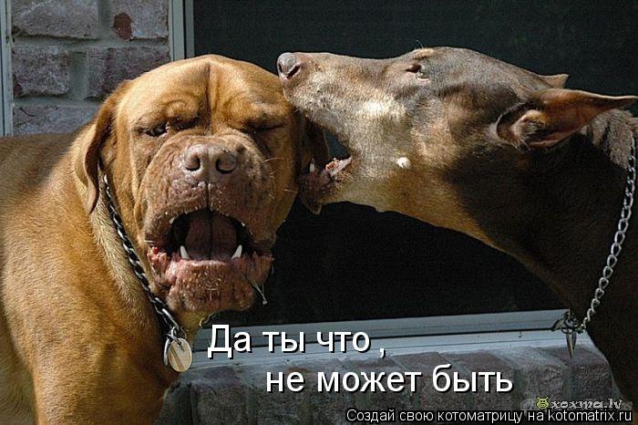 Да ты что не может быть ,... Котоматрица: Да ты что не может быть ,