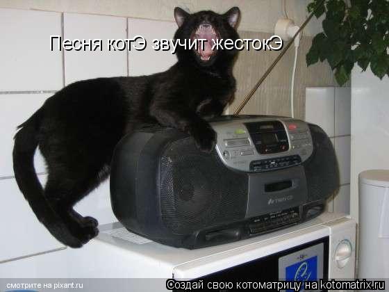 Песня котЭ звучит жестокЭ... Котоматрица: Песня котЭ звучит жестокЭ
