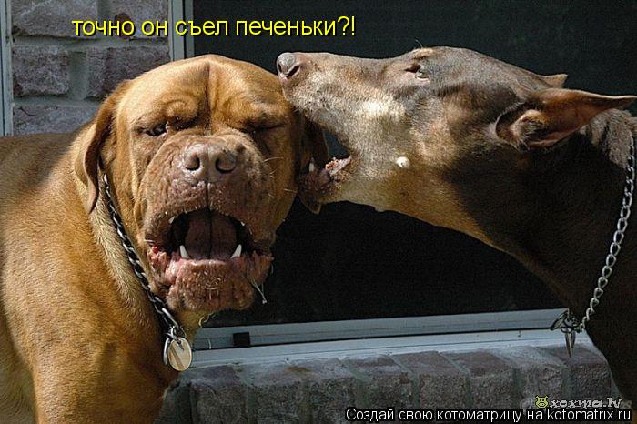 точно он съел печеньки?!... Котоматрица: точно он съел печеньки?!