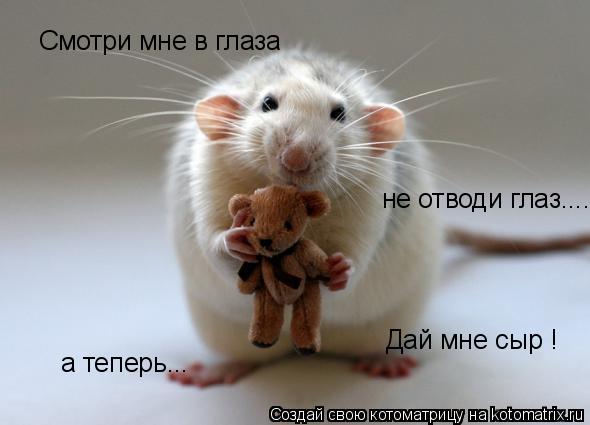 Смотри мне в глаза не отводи глаз.... а теперь... Дай мне сыр !... Котоматрица: Смотри мне в глаза не отводи глаз.... а теперь... Дай мне сыр !