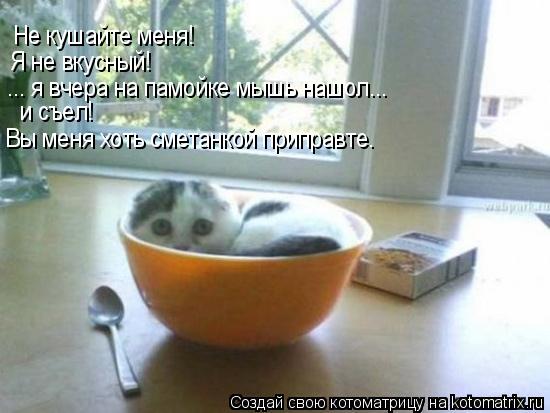 Не кушайте меня! Я не вкусный! ... я вчера на памойке мышь нашол... и съел! Вы меня хоть сметанкой пр... Котоматрица: Не кушайте меня! Я не вкусный! ... я вчера на памойке мышь нашол... и съел! Вы меня хоть сметанкой приправте.