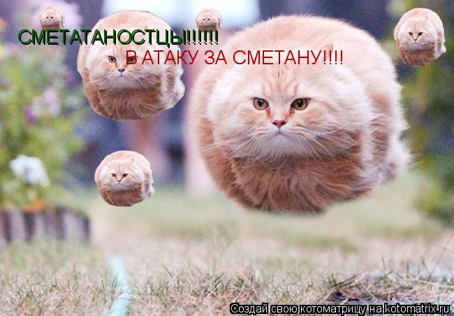 В АТАКУ ЗА СМЕТАНУ!!!! СМЕТАТАНОСТЦЫ!!!!!!... Котоматрица: В АТАКУ ЗА СМЕТАНУ!!!! СМЕТАТАНОСТЦЫ!!!!!!