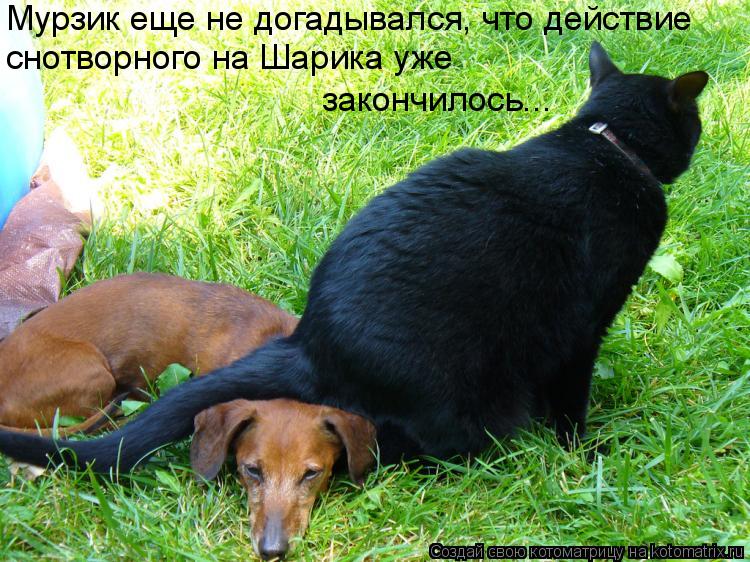 Мурзик еще не догадывался, что действие снотворного на Шарика уже закончилось...... Котоматрица: Мурзик еще не догадывался, что действие снотворного на Шарика уже закончилось...