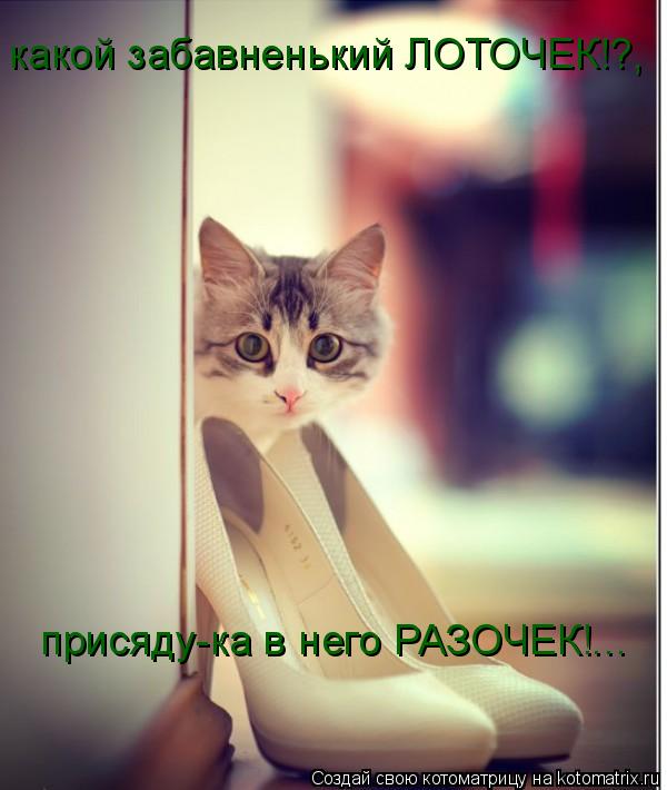 какой забавненький ЛОТОЧЕК!?, присяду-ка в него РАЗОЧЕК!...... Котоматрица: какой забавненький ЛОТОЧЕК!?, присяду-ка в него РАЗОЧЕК!...