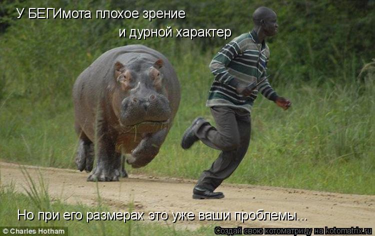 У БЕГИмота плохое зрение и дурной характер Но при его размерах это уже ваши проблемы...... Котоматрица: У БЕГИмота плохое зрение и дурной характер Но при его размерах это уже ваши проблемы...