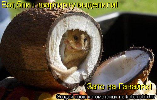 Вот,блин квартирку выделили! Зато на Гавайях!... Котоматрица: Вот,блин квартирку выделили! Зато на Гавайях!