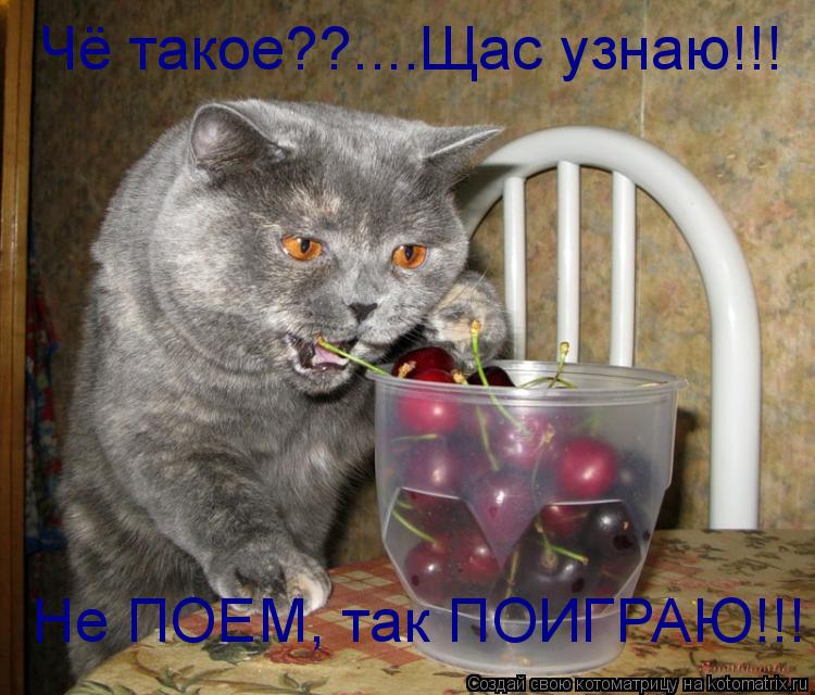 Чё такое??....Щас узнаю!!! Не ПОЕМ, так ПОИГРАЮ!!!... Котоматрица: Чё такое??....Щас узнаю!!! Не ПОЕМ, так ПОИГРАЮ!!!