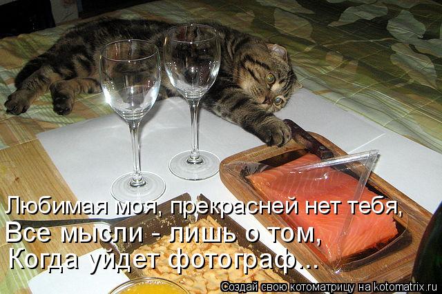 Когда уйдет фотограф... Все мысли - лишь о том, Любимая моя, прекрасней нет тебя,... Котоматрица: Когда уйдет фотограф... Все мысли - лишь о том, Любимая моя, прекрасней нет тебя,