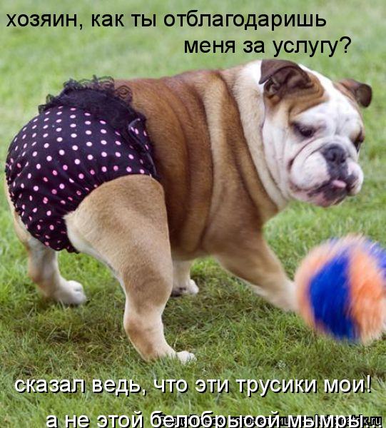 хозяин, как ты отблагодаришь меня за услугу? сказал ведь, что эти трусики мои! а не этой белобрысой ... Котоматрица: хозяин, как ты отблагодаришь меня за услугу? сказал ведь, что эти трусики мои! а не этой белобрысой мымры...