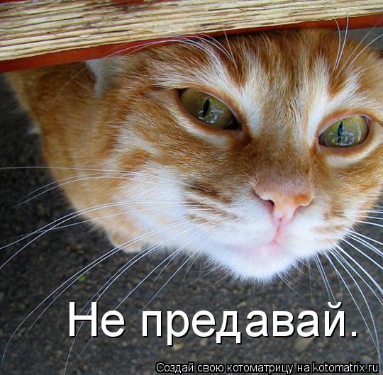 Не предавай.... Котоматрица: Не предавай.