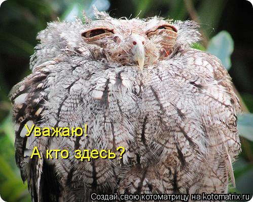 Уважаю! А кто здесь?... Котоматрица: Уважаю! А кто здесь?