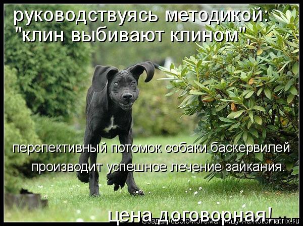 руководствуясь методикой: "клин выбивают клином", перспективный потомок собаки баскервилей производи... Котоматрица: руководствуясь методикой: "клин выбивают клином", перспективный потомок собаки баскервилей производит успешное лечение заикания. цена до