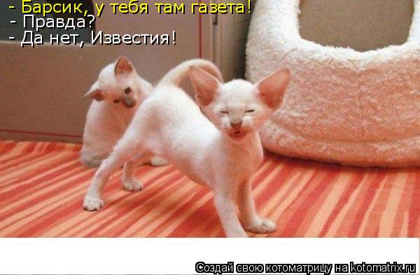 - Барсик, у тебя там газета! - Правда? - Да нет, Известия!... Котоматрица: - Барсик, у тебя там газета! - Правда? - Да нет, Известия!