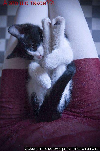 А это шо такое??!... Котоматрица: А это шо такое??!