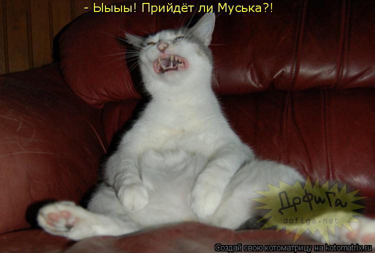 - Ыыыы! Прийдёт ли Муська?!... Котоматрица: - Ыыыы! Прийдёт ли Муська?!