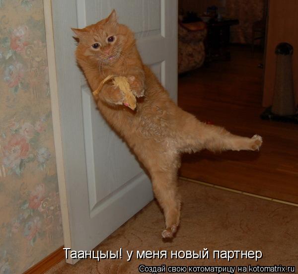 Таанцыы! у меня новый партнер... Котоматрица: Таанцыы! у меня новый партнер