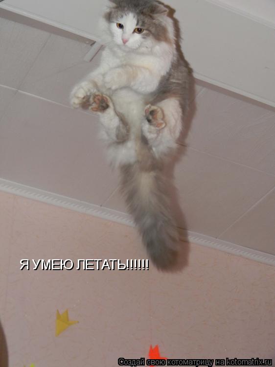 Я УМЕЮ ЛЕТАТЬ!!!!!! Я УМЕЮ ЛЕТАТЬ!!!!!!... Котоматрица: Я УМЕЮ ЛЕТАТЬ!!!!!! Я УМЕЮ ЛЕТАТЬ!!!!!!