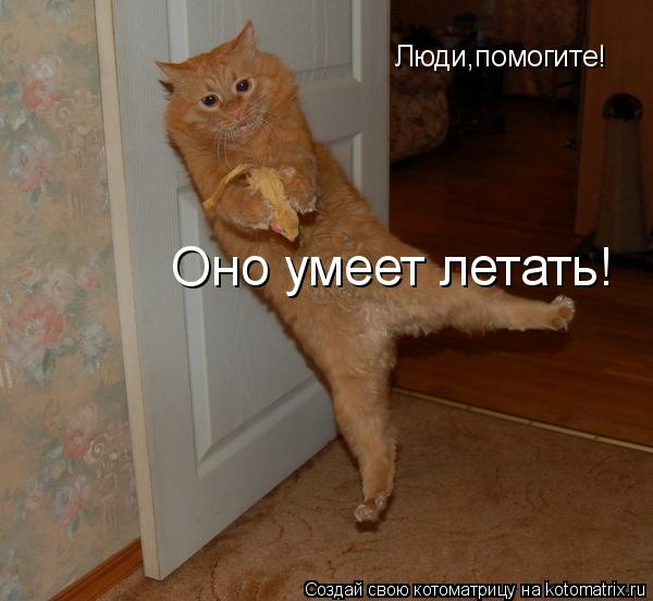 Люди,помогите! Оно умеет летать!... Котоматрица: Люди,помогите! Оно умеет летать!