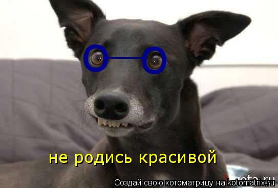 о о __ не родись красивой... Котоматрица: о о __ не родись красивой