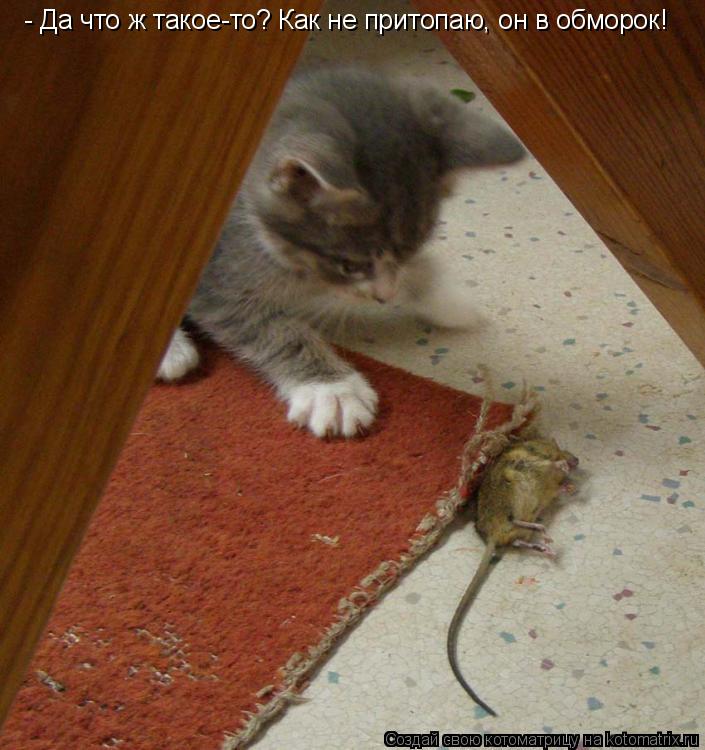 - Да что ж такое-то? Как не притопаю, он в обморок!... Котоматрица: - Да что ж такое-то? Как не притопаю, он в обморок!