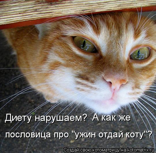 Диету нарушаем? А как же пословица про "ужин отдай коту"?... Котоматрица: Диету нарушаем? А как же пословица про "ужин отдай коту"?