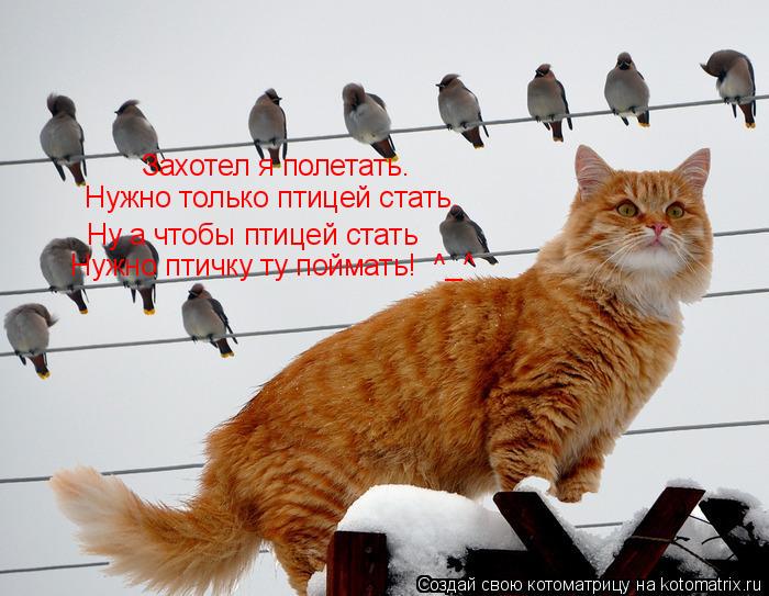 Захотел я полетать. Нужно только птицей стать. Ну а чтобы птицей стать Нужно птичку ту поймать! ^_^... Котоматрица: Захотел я полетать. Нужно только птицей стать. Ну а чтобы птицей стать Нужно птичку ту поймать! ^_^