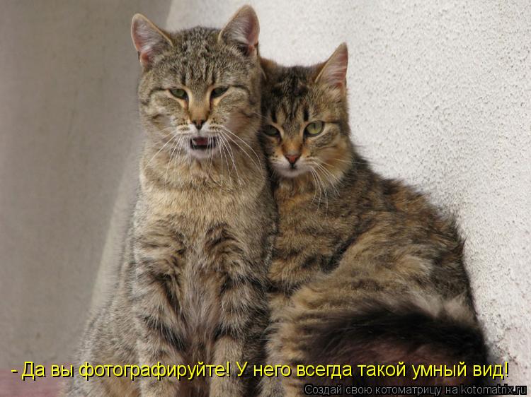 - Да вы фотографируйте! У него всегда такой умный вид!... Котоматрица: - Да вы фотографируйте! У него всегда такой умный вид!