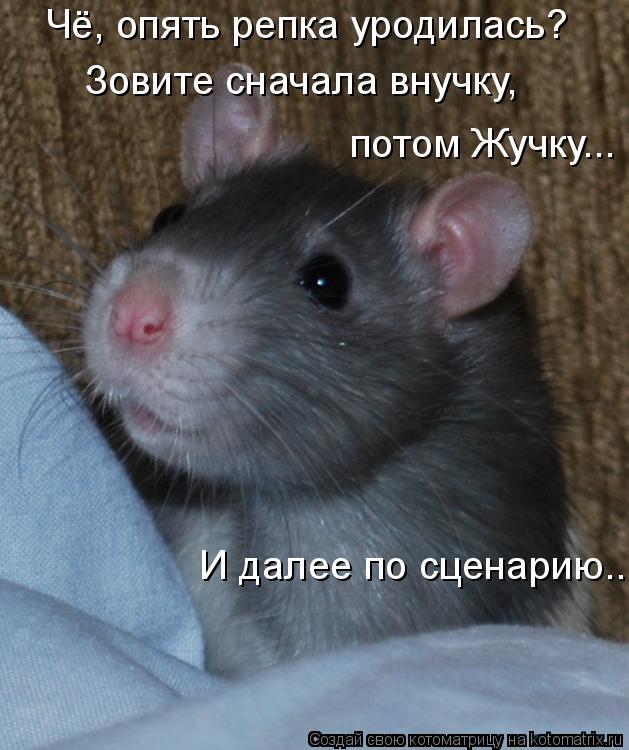 Чё, опять репка уродилась? Зовите сначала внучку. потом Зовите сначала внучку, потом Жучку... И да... Котоматрица: Чё, опять репка уродилась? Зовите сначала внучку. потом Зовите сначала внучку, потом Жучку... И далее по сценарию...