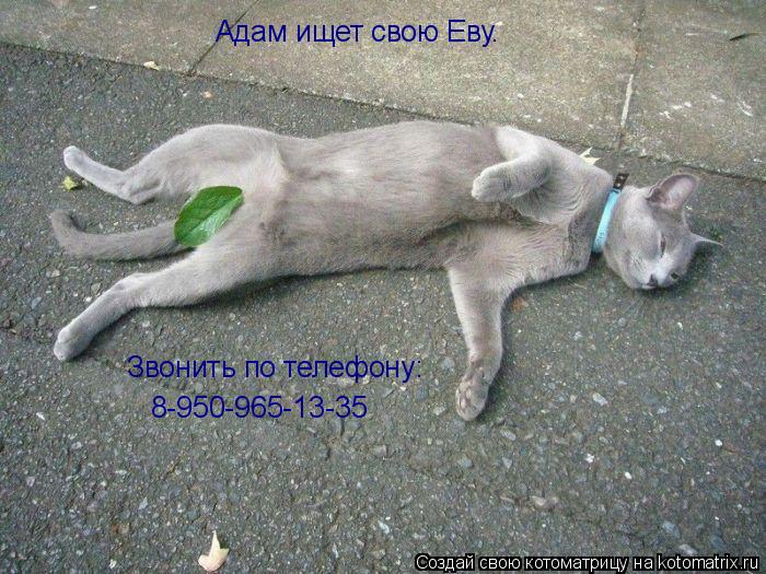 Адам ищет свою Еву. Звонить по телефону: 8-950-965-13-35... Котоматрица: Адам ищет свою Еву. Звонить по телефону: 8-950-965-13-35