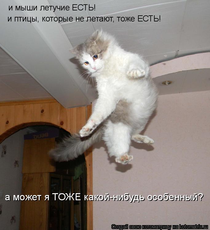 и мыши летучие ЕСТЬ! и птицы, которые не летают, тоже ЕСТЬ! а может я ТОЖЕ какой-нибудь особенный?... Котоматрица: и мыши летучие ЕСТЬ! и птицы, которые не летают, тоже ЕСТЬ! а может я ТОЖЕ какой-нибудь особенный?