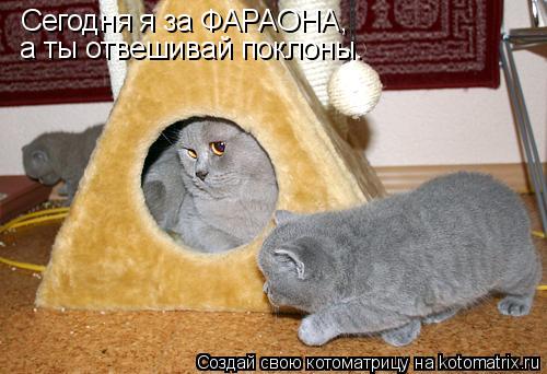 Сегодня я за ФАРАОНА, а ты отвешивай поклоны.... Котоматрица: Сегодня я за ФАРАОНА, а ты отвешивай поклоны.