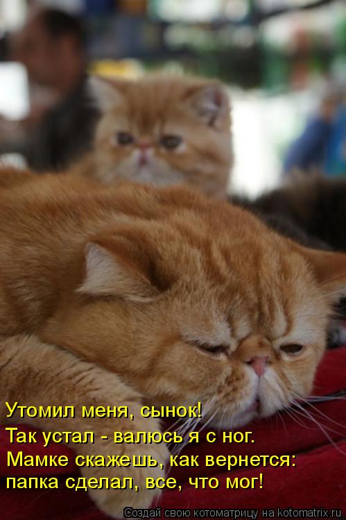 Так устал - валюсь я с ног. Мамке скажешь, как вернется: папка сделал, все, что мог! Утомил меня, сын... Котоматрица: Так устал - валюсь я с ног. Мамке скажешь, как вернется: папка сделал, все, что мог! Утомил меня, сынок!