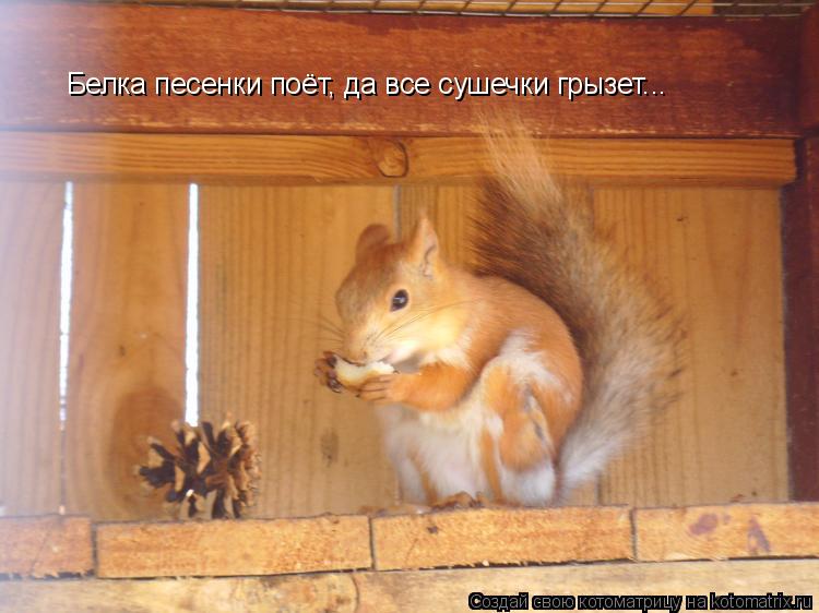 Белка песенки поёт, да все сушечки грызет...... Котоматрица: Белка песенки поёт, да все сушечки грызет...