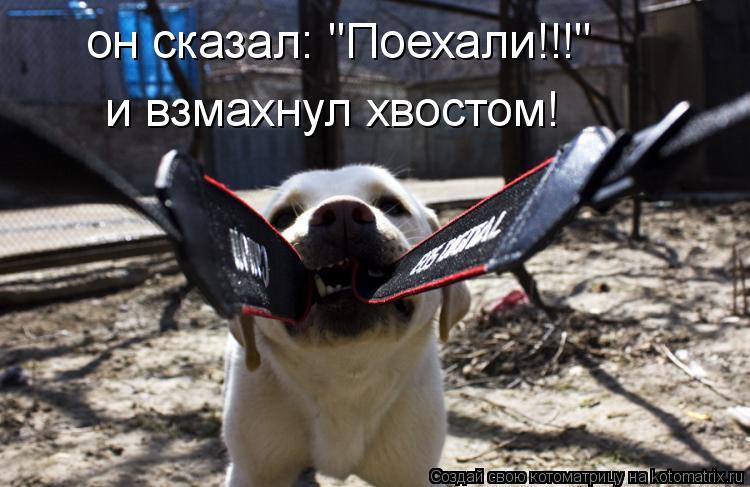 он сказал: "Поехали!!!" и взмахнул хвостом!... Котоматрица: он сказал: "Поехали!!!" и взмахнул хвостом!