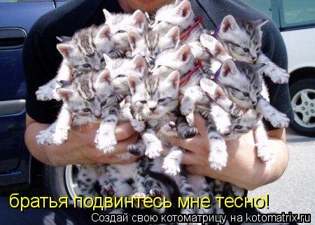 братья подвинтесь мне тесно братья подвинтесь мне тесно!... Котоматрица: братья подвинтесь мне тесно братья подвинтесь мне тесно!