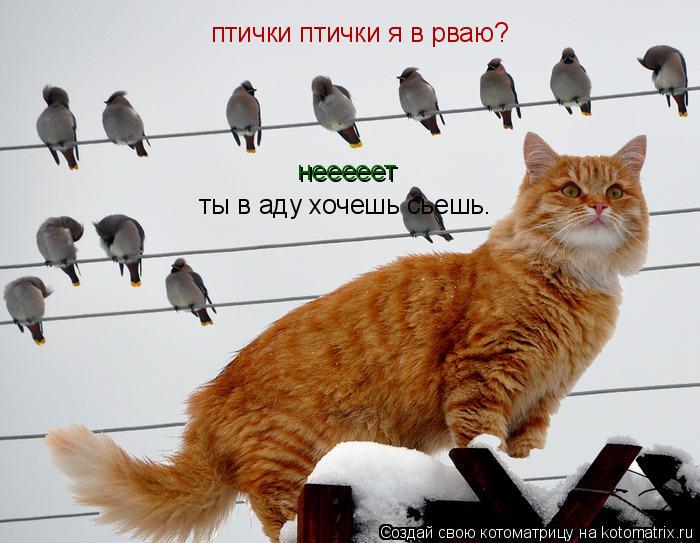 птички птички я в рваю? нееееет ты в аду хочешь сьешь.... Котоматрица: птички птички я в рваю? нееееет ты в аду хочешь сьешь.