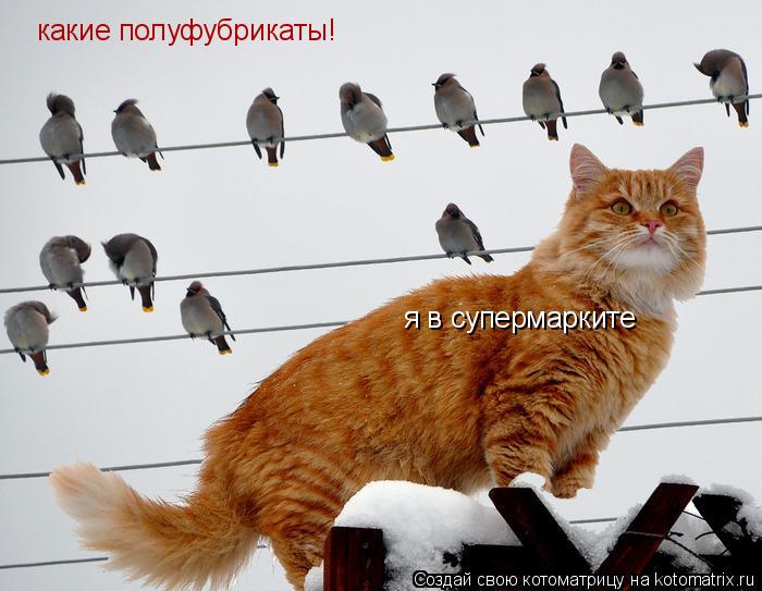 я в супермарките какие полуфубрикаты!... Котоматрица: я в супермарките какие полуфубрикаты!