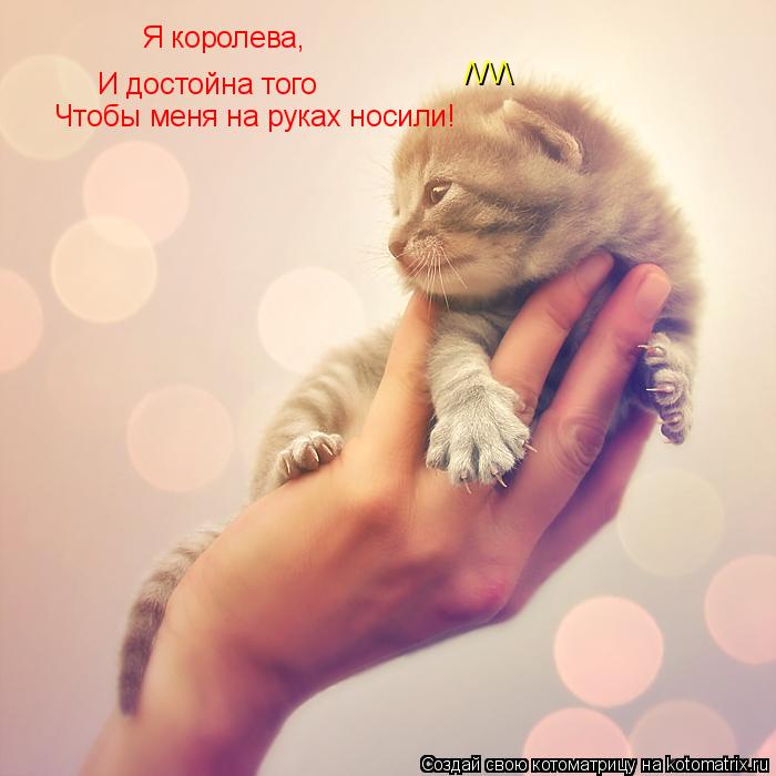 Я королева, И достойна того Чтобы меня на руках носили! /\/\/\... Котоматрица: Я королева, И достойна того Чтобы меня на руках носили! /\/\/\