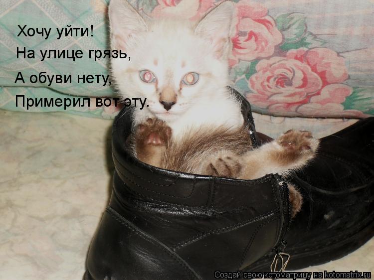 Котоматрица: Хочу уйти! На улице грязь, А обуви нету, Примерил вот эту.