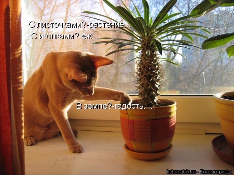 С листочками?-растение... С иголками?-ёж... В земле?-гадость....... Котоматрица: С листочками?-растение... С иголками?-ёж... В земле?-гадость....