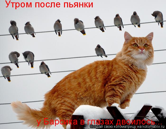 Утром после пьянки у Барсика в глазах двоилось...... Котоматрица: Утром после пьянки у Барсика в глазах двоилось...