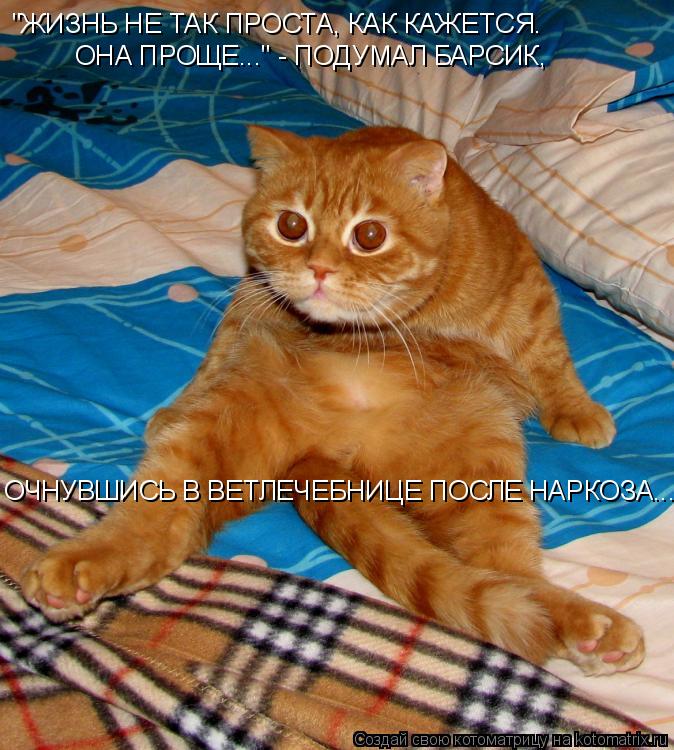 "ЖИЗНЬ НЕ ТАК ПРОСТА, КАК КАЖЕТСЯ. ОНА ПРОЩЕ..." - ПОДУМАЛ БАРСИК, ОЧНУВШИСЬ В ВЕТЛЕЧЕБНИЦЕ ПОСЛЕ Н... Котоматрица: "ЖИЗНЬ НЕ ТАК ПРОСТА, КАК КАЖЕТСЯ. ОНА ПРОЩЕ..." - ПОДУМАЛ БАРСИК, ОЧНУВШИСЬ В ВЕТЛЕЧЕБНИЦЕ ПОСЛЕ НАРКОЗА...