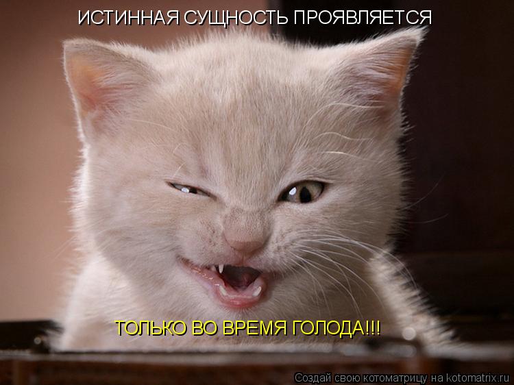 ИСТИННАЯ СУЩНОСТЬ ПРОЯВЛЯЕТСЯ ТОЛЬКО ВО ВРЕМЯ ГОЛОДА!!!... Котоматрица: ИСТИННАЯ СУЩНОСТЬ ПРОЯВЛЯЕТСЯ ТОЛЬКО ВО ВРЕМЯ ГОЛОДА!!!