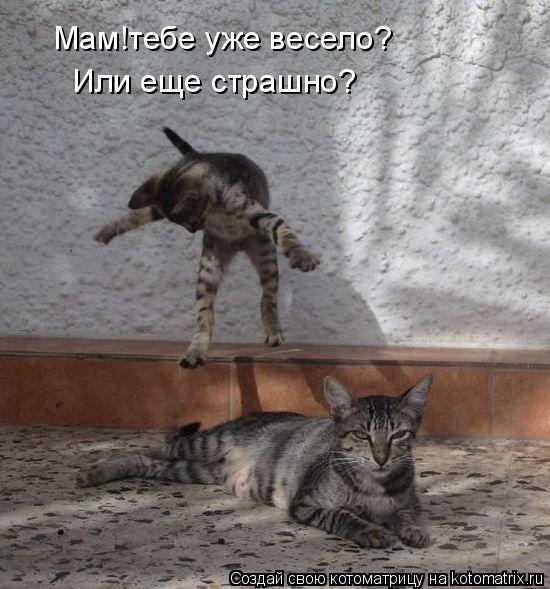 Мам!тебе уже весело? Или еще страшно?... Котоматрица: Мам!тебе уже весело? Или еще страшно?