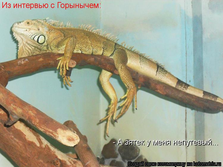 Из интервью с Горынычем: - А зятек у меня непутевый...... Котоматрица: Из интервью с Горынычем: - А зятек у меня непутевый...