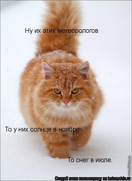 Ну их этих метеорологов То у них солнце в ноябре То снег в июле.... Котоматрица: Ну их этих метеорологов То у них солнце в ноябре То снег в июле.
