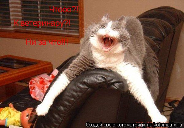 Чтооо?! К ветеринару?! Ни за что!!!... Котоматрица: Чтооо?! К ветеринару?! Ни за что!!!