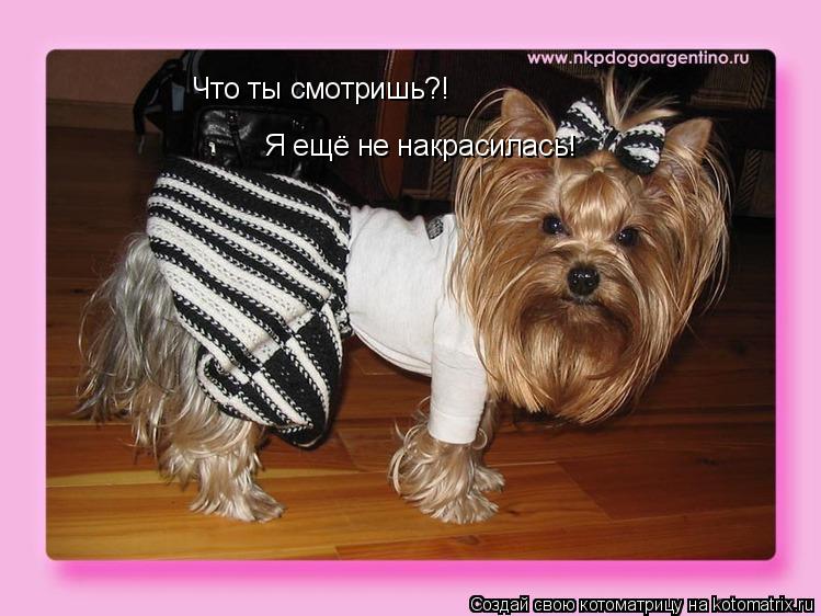 Что ты смотришь?! Я ещё не накрасилась!... Котоматрица: Что ты смотришь?! Я ещё не накрасилась!