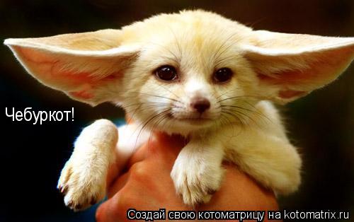 Чебуркот!... Котоматрица: Чебуркот!