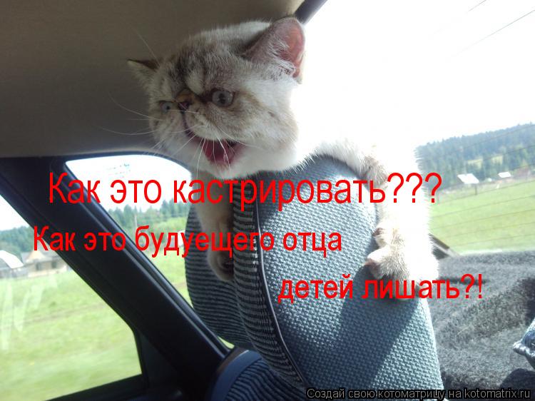 Как это кастрировать??? Как это будуещего отца детей лишать?! Как это будуещего отца детей лишать?!... Котоматрица: Как это кастрировать??? Как это будуещего отца детей лишать?! Как это будуещего отца детей лишать?!